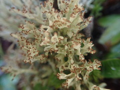 Cladonia neozelandica