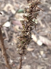 Platanthera elongata