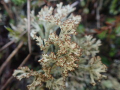 Cladonia neozelandica