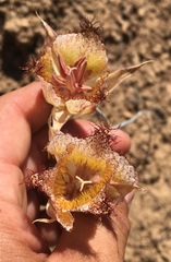 Calochortus fimbriatus