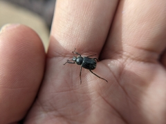 Hoplia nengkaoshana