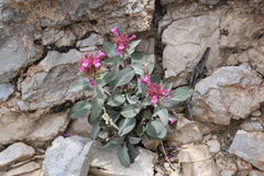 Penstemon calcareus