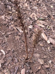 Platanthera elongata