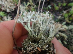 Cladonia neozelandica