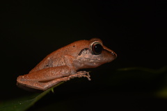 Pristimantis reichlei