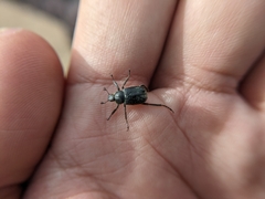 Hoplia nengkaoshana