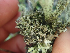 Cladonia neozelandica