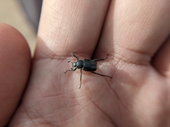 Hoplia nengkaoshana