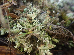 Cladonia neozelandica