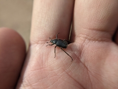 Hoplia nengkaoshana