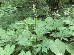 Taimingasa yatabei occidentalis