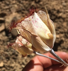 Calochortus fimbriatus