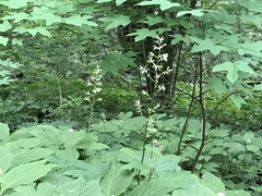 Taimingasa yatabei occidentalis