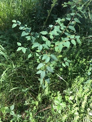 Spiraea chamaedryfolia