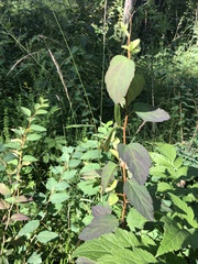 Spiraea chamaedryfolia