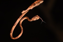 Imantodes lentiferus