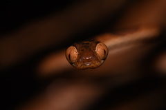 Imantodes lentiferus