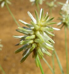 Ptilotus fusiformis
