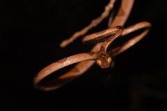 Imantodes lentiferus