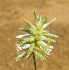 Ptilotus fusiformis