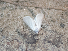 Acentria ephemerella