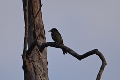 Myiodynastes maculatus