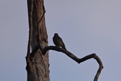 Myiodynastes maculatus