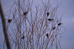 Thraupis palmarum