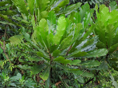 Cespedesia