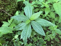 Mercurialis leiocarpa