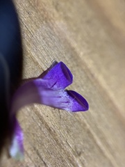 Penstemon oliganthus