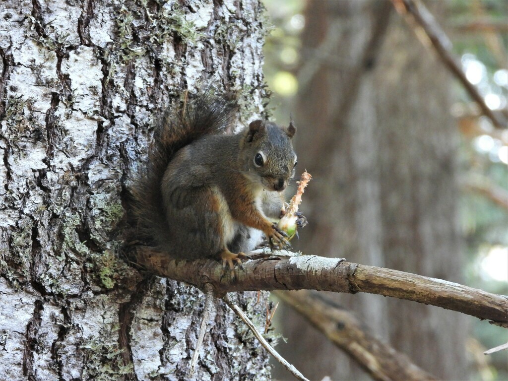 Downy Squirrel