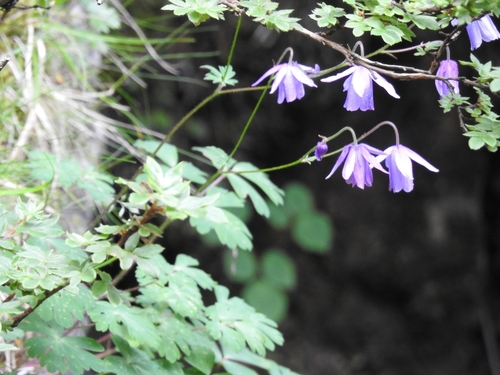 Aquilegia ecalcarata iNat (1)