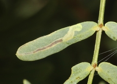 Acalyptris