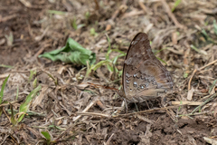 Historis acheronta