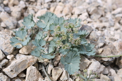 Cymopterus gilmanii