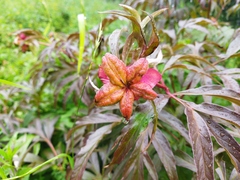 Paeonia anomala