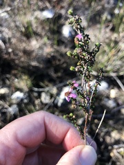 Erica vernicosa