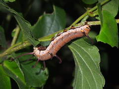 Euploea core amymone