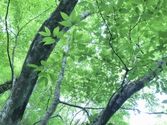 Acer carpinifolium