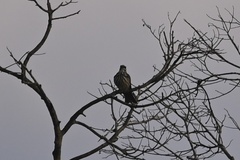 Myiodynastes maculatus