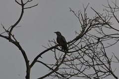 Myiodynastes maculatus