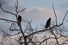 Cathartes melambrotus