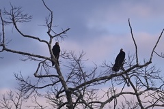 Cathartes melambrotus