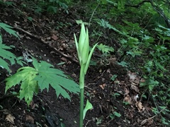 Cardiocrinum cordatum