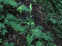 Cardiocrinum cordatum
