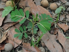 Phyllanthus urinaria hookeri