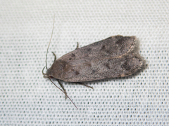 Anacampsis innocuella