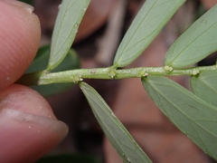 Phyllanthus urinaria hookeri