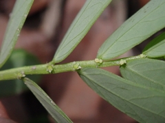 Phyllanthus urinaria hookeri